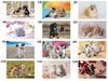 リトルペット 壁掛けカレンダー月別